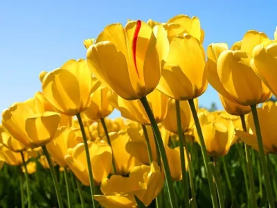 Tulips.webp