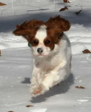 flyingdog.webp