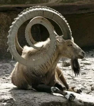 grumpy goat.webp