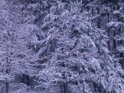 winter snow.webp