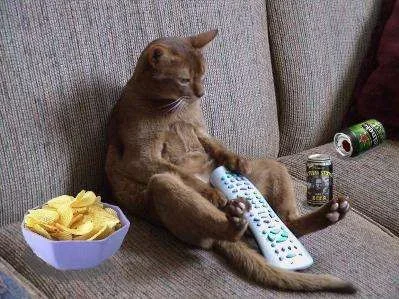 couch_potato_cat.webp