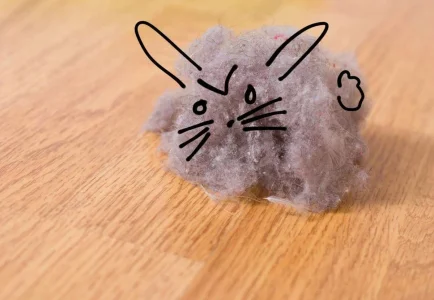 dust-bunny.webp