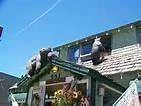 cabin fever.webp