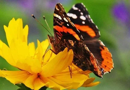 butterfly-n-flower.webp