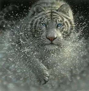 cat in water.webp
