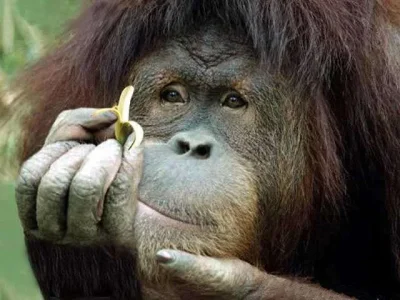 conscious_animal art.webp