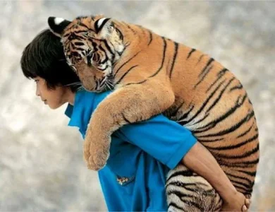 boy and tiger.webp