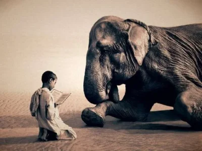 animals-nature-photography-gregory-colbert-ashes-and-snow-chicquero-elephant-reading.webp