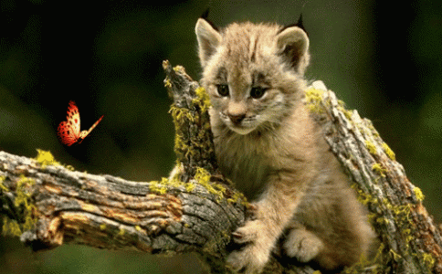 Wild-Animals-beautiful-nature-22335130-500-310.gif
