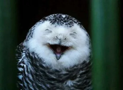 funny owls 3.webp