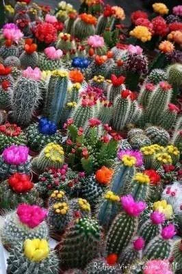 flowering-cactus.webp flowering-cactus.webp