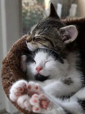 cute_cats_kittens_hugging_03.webp