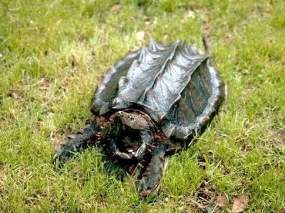 alligator-snapping-turtle_442_600x450.webp