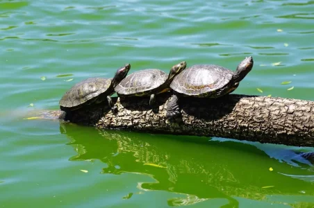 Turtles+basking+at+Stow+Lake+June+2010.webp