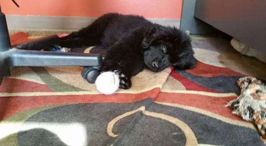 Tired Puppy 2.webp