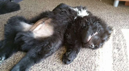 Tired Puppy.webp