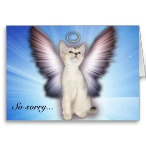 so_sorry_cat_sympathy_angel_wings_card-r090d5df5a9024eb8847c5342f176772e_xvuak_8byvr_512.webp