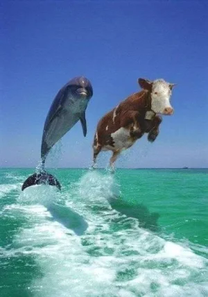 Dolphins1.webp Dolphins1.webp
