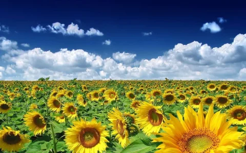 sunflowers.webp