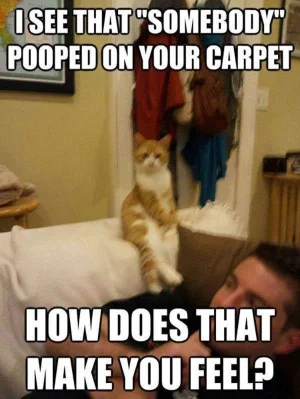 Therapist_Cat.webp