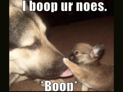 Funny Animal picture & quotes (94).gif