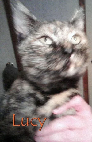 Lucy.webp