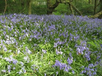Bluebell Woods.webp