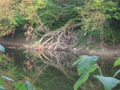 Tree reflection.webp