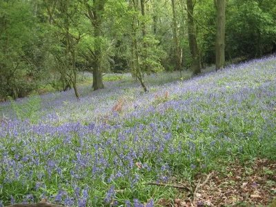 Bluebell slope.webp