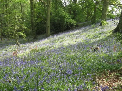 Bluebell Hill.webp