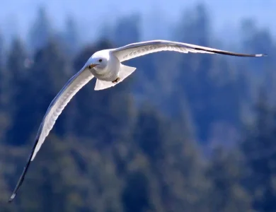 seagull in flight_edited-2.webp