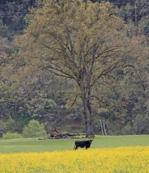 Riddle cow field_edited-3.webp