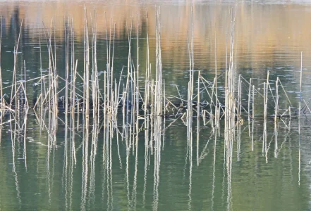Reeds_edited-1.webp