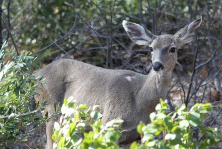 Deer.webp