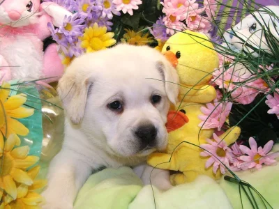 Glitter\'s son, Easter Sunday, 4-24-11 (A).webp
