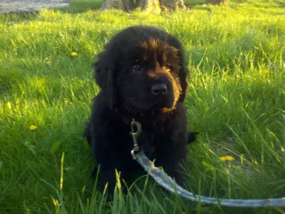 Puppy 8 weeks.webp