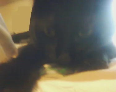pete.webp