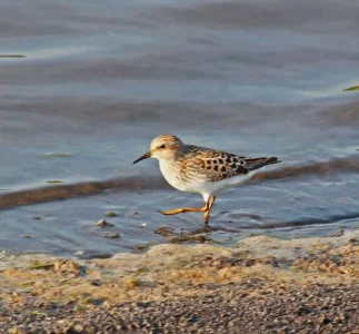 Sandpiper.webp