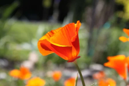 Poppy.webp