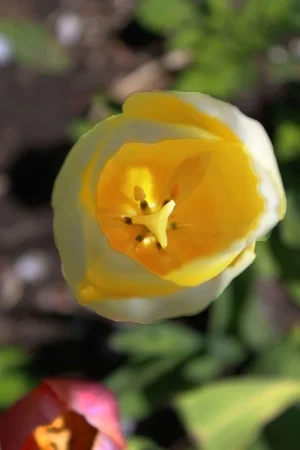 Inside tulip 1.webp