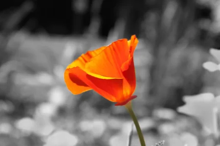 Poppy blk and white_edited-1.webp