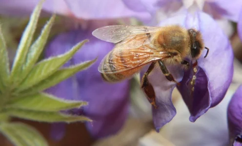 Honey Bee.webp