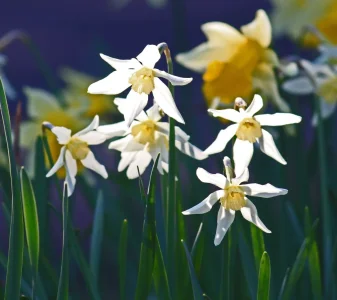 Daffodils backlit_edited-1.webp