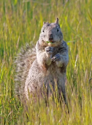 Squirrel eating1.webp
