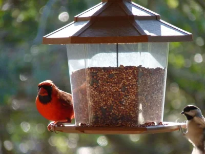 birds.webp birds.webp