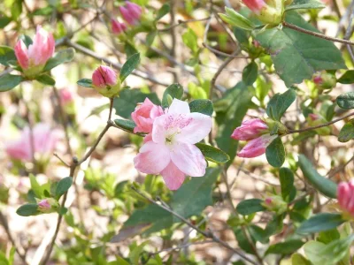 flowers.webp flowers.webp