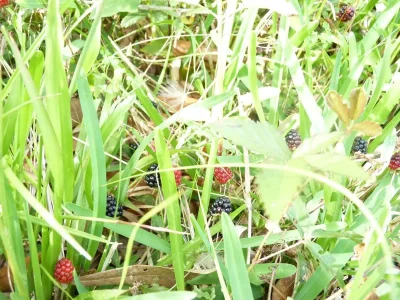raspberriesnblackberries.webp raspberriesnblackberries.webp