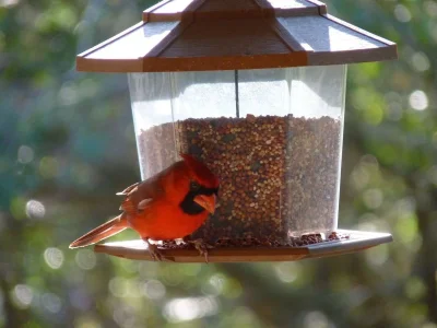 cardinal.webp cardinal.webp