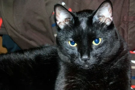abel 2-24-09.webp