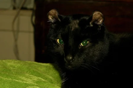 Cain 1-26-08 3.webp